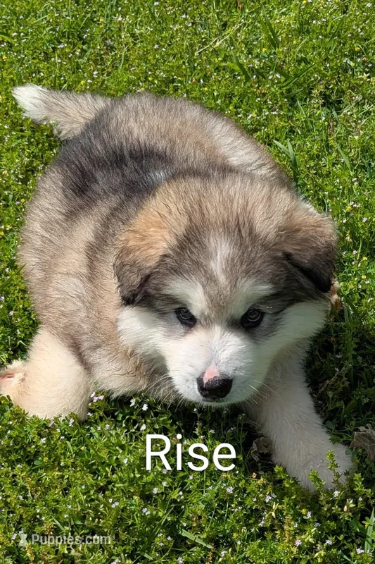 Rise – Alaskan Malamute puppy for sale in Stillwater, OK