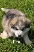 Rise, a male Alaskan Malamute for sale in Stillwater, OK – Photo 1 of 9