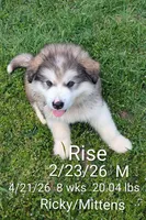 Rise, a male Alaskan Malamute for sale in Stillwater, OK – Photo 2 of 9