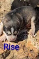 Rise, a male Alaskan Malamute for sale in Stillwater, OK – Photo 5 of 10