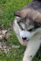 Rise, a male Alaskan Malamute for sale in Stillwater, OK – Photo 4 of 9