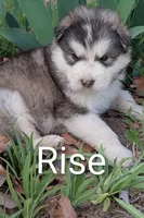 Rise, a male Alaskan Malamute for sale in Stillwater, OK – Photo 3 of 7