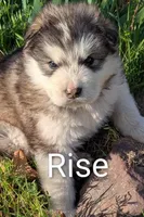 Rise, a male Alaskan Malamute for sale in Stillwater, OK – Photo 2 of 7