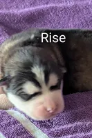 Rise, a male Alaskan Malamute for sale in Stillwater, OK – Photo 3 of 10