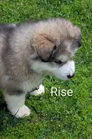Rise, a male Alaskan Malamute for sale in Stillwater, OK – Photo 3 of 9