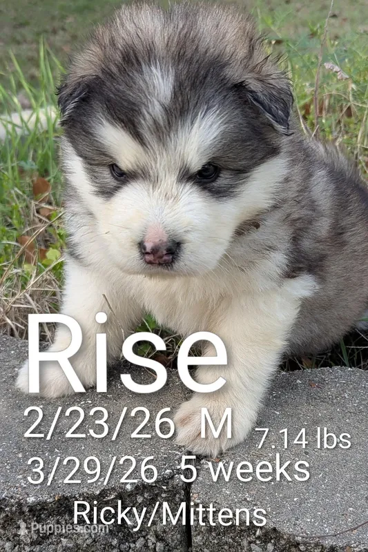 Rise – Alaskan Malamute puppy for sale in Stillwater, OK