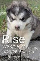 Rise, a male Alaskan Malamute for sale in Stillwater, OK – Photo 1 of 7