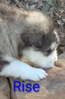 Rise, a male Alaskan Malamute for sale in Stillwater, OK – Photo 5 of 7