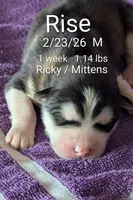 Rise, a male Alaskan Malamute for sale in Stillwater, OK – Photo 4 of 10
