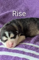 Rise, a male Alaskan Malamute for sale in Stillwater, OK – Photo 10 of 10