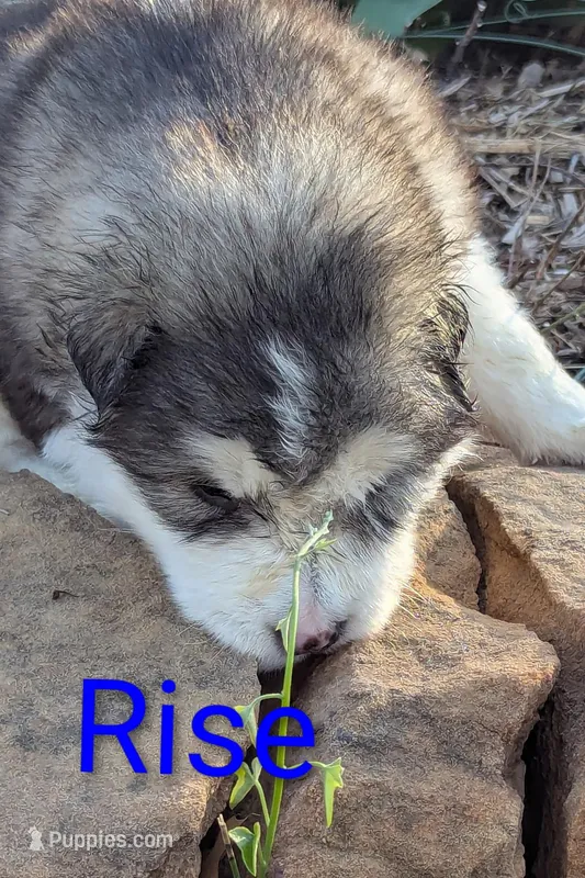 Rise – Alaskan Malamute puppy for sale in Stillwater, OK