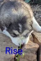 Rise, a male Alaskan Malamute for sale in Stillwater, OK – Photo 4 of 7