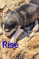 Rise, a male Alaskan Malamute for sale in Stillwater, OK – Photo 7 of 10