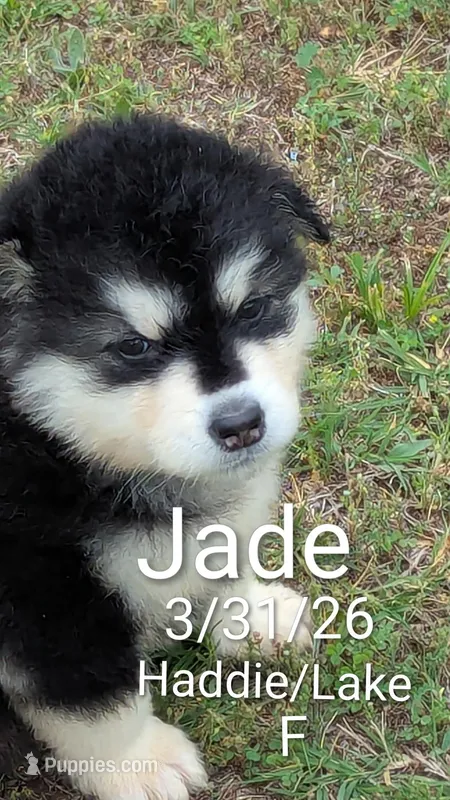 Jade – Alaskan Malamute puppy for sale in Stillwater, OK