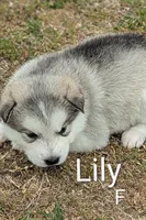 Lilly, a female Alaskan Malamute for sale in Stillwater, OK – Photo 2 of 5
