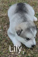 Lilly, a female Alaskan Malamute for sale in Stillwater, OK – Photo 3 of 5