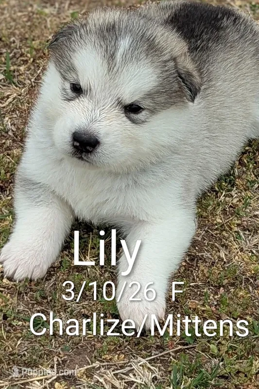 Lilly – Alaskan Malamute puppy for sale in Stillwater, OK