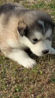 Lincoln, a male Alaskan Malamute for sale in Stillwater, OK – Photo 5 of 10