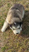 Lincoln, a male Alaskan Malamute for sale in Stillwater, OK – Photo 6 of 10