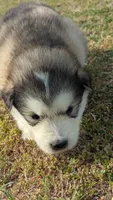 Lincoln, a male Alaskan Malamute for sale in Stillwater, OK – Photo 3 of 10