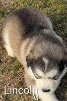 Lincoln, a male Alaskan Malamute for sale in Stillwater, OK – Photo 7 of 10