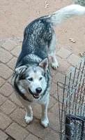 Lincoln, a male Alaskan Malamute for sale in Stillwater, OK – Photo 10 of 10