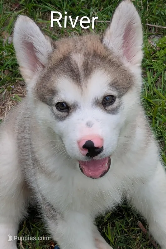 River – Alaskan Malamute puppy for sale in Stillwater, OK