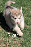 River, a male Alaskan Malamute for sale in Stillwater, OK – Photo 5 of 9