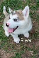 River, a male Alaskan Malamute for sale in Stillwater, OK – Photo 3 of 9