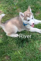 River, a male Alaskan Malamute for sale in Stillwater, OK – Photo 2 of 9