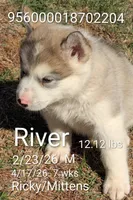 River, a male Alaskan Malamute for sale in Stillwater, OK – Photo 7 of 9