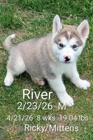 River, a male Alaskan Malamute for sale in Stillwater, OK – Photo 4 of 9