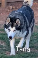 Feather, a male Alaskan Malamute for sale in Stillwater, OK – 7 of 8