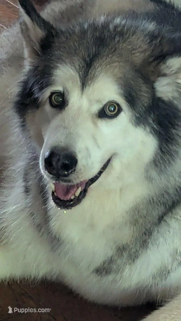 Flower, a  Alaskan Malamute for sale in Stillwater, OK – Photo 4 of 5