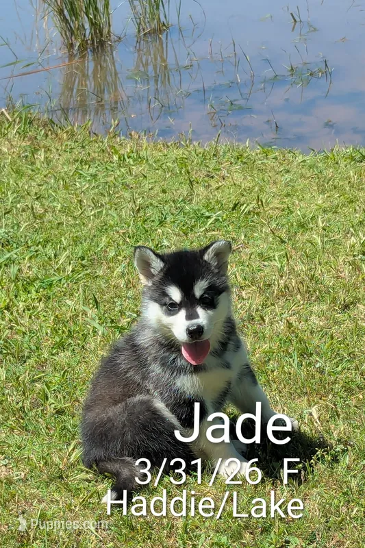 Jade – Alaskan Malamute puppy for sale in Stillwater, OK