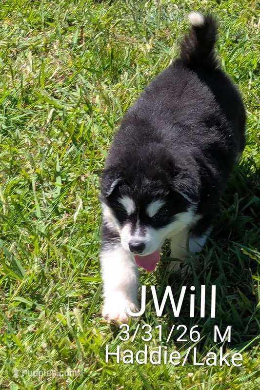 J-Will – Alaskan Malamute puppy for sale in Stillwater, OK