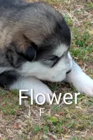 Flower, a  Alaskan Malamute for sale in Stillwater, OK – Photo 2 of 5
