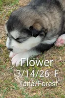 Flower, a  Alaskan Malamute for sale in Stillwater, OK – Photo 3 of 5