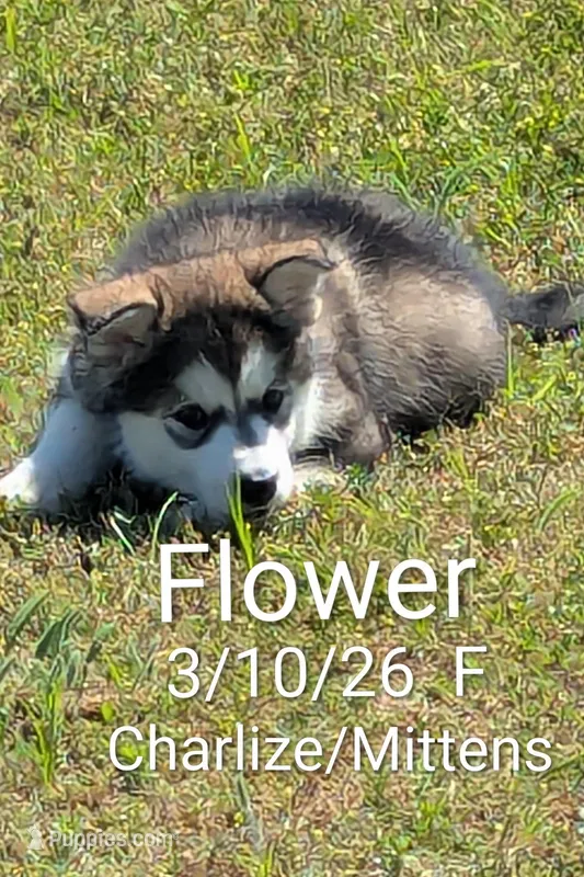 Flower – Alaskan Malamute puppy for sale in Stillwater, OK