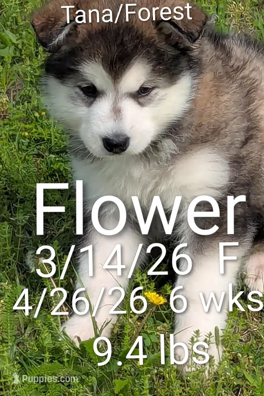 Flower – Alaskan Malamute puppy for sale in Stillwater, OK
