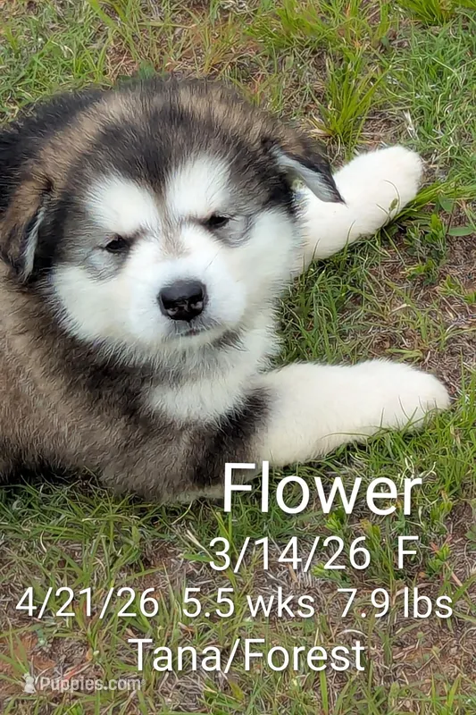 Flower – Alaskan Malamute puppy for sale in Stillwater, OK