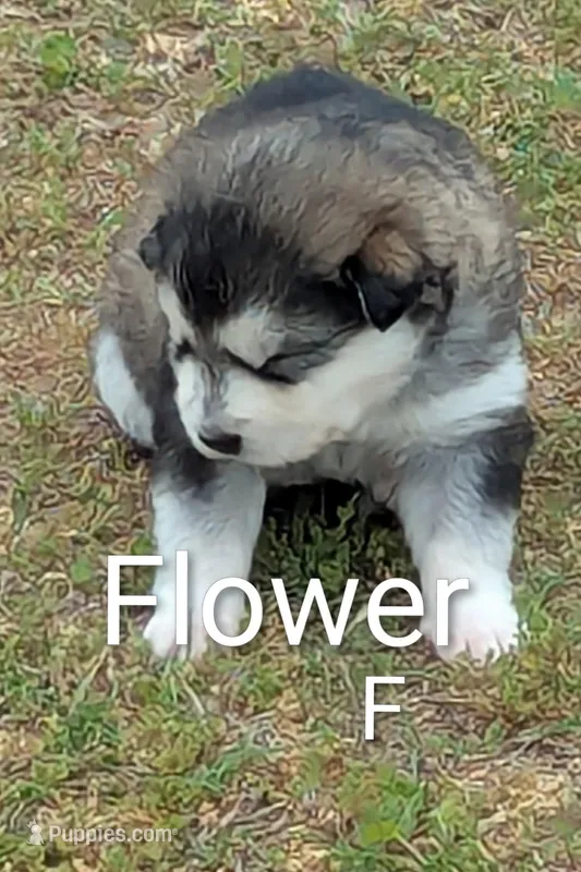 Flower – Alaskan Malamute puppy for sale in Stillwater, OK