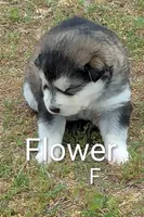 Flower, a  Alaskan Malamute for sale in Stillwater, OK – Photo 1 of 5