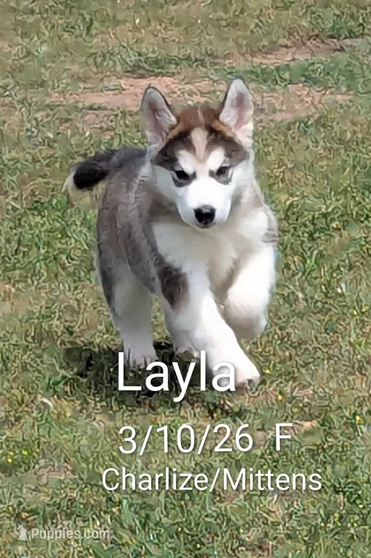 Layla – Alaskan Malamute puppy for sale in Stillwater, OK
