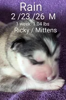 Rain, a male Alaskan Malamute for sale in Stillwater, OK – Photo 7 of 10