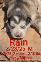 Rain, a male Alaskan Malamute for sale in Stillwater, OK – Photo 4 of 10