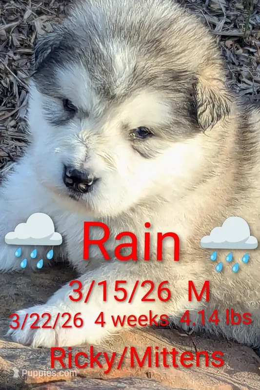 Rain – Alaskan Malamute puppy for sale in Stillwater, OK