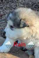 Rain, a male Alaskan Malamute for sale in Stillwater, OK – Photo 3 of 7