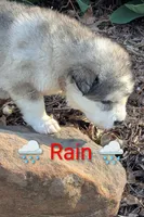 Rain, a male Alaskan Malamute for sale in Stillwater, OK – Photo 4 of 7