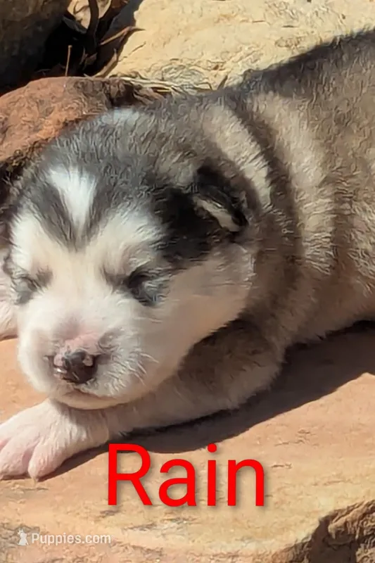 Rain, a male Alaskan Malamute for sale in Stillwater, OK – Photo 1 of 10